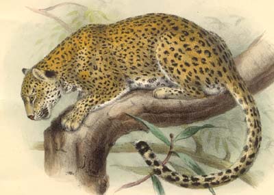 Resultado de imagem para Leopardo-do-cáucaso