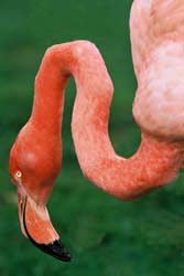 flamingo_cabec_1
