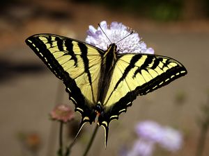 Borboleta Metafórica